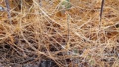 Cuscuta stenolepis