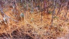Cuscuta stenolepis
