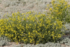Senecio tuberculatus