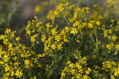 Senecio tuberculatus