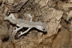 Strophurus intermedius