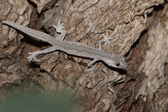 Strophurus intermedius