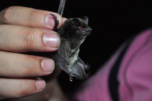 Chinese Pipistrelle