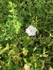 Ipomoea carnea