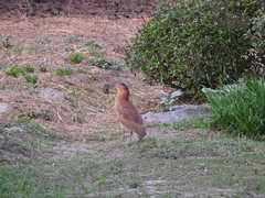 Gorsachius melanolophus