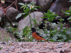 Phoenicurus auroreus