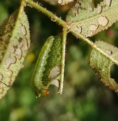Cladius pectinicornis