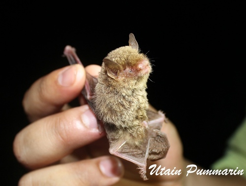 Thick-thumbed Myotis (Myotis rosseti)
