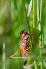 Zeuneriana abbreviata