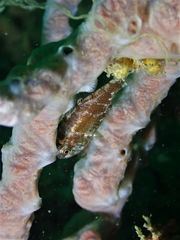 Siphamia corallicola