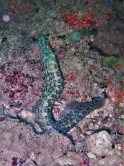 Congrogadus subducens