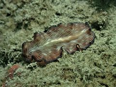 Pseudobiceros fulgor