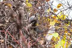 Sciurus vulgaris orientis