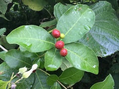 Rauvolfia