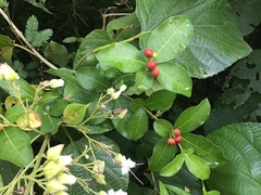 Rauvolfia
