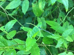 Agriocnemis pieris