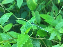 Agriocnemis pieris