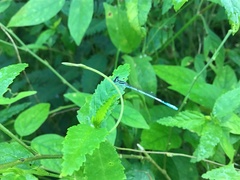 Agriocnemis pieris
