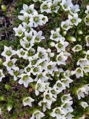 Pseudocherleria macrocarpa