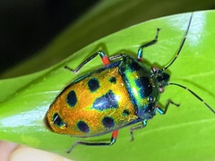 Calliphara excellens