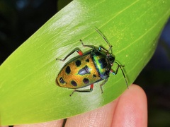 Calliphara excellens