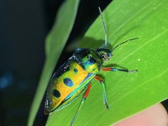 Calliphara excellens