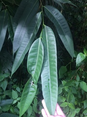 Ficus binnendykii