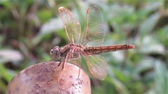 Brachythemis contaminata