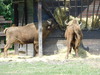 Lowland Bison - Photo (c) zokwa, some rights reserved (CC BY-NC)