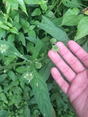 Hyptis capitata