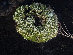 Pseudocherleria macrocarpa