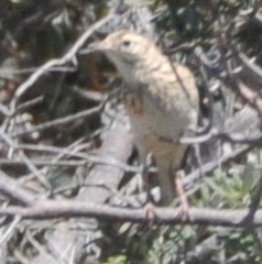 Anthus australis