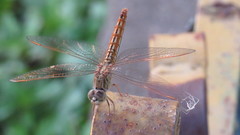 Brachythemis contaminata