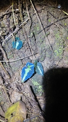Begonia tenuifolia