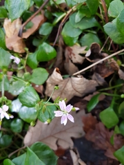 Claytonia sibirica