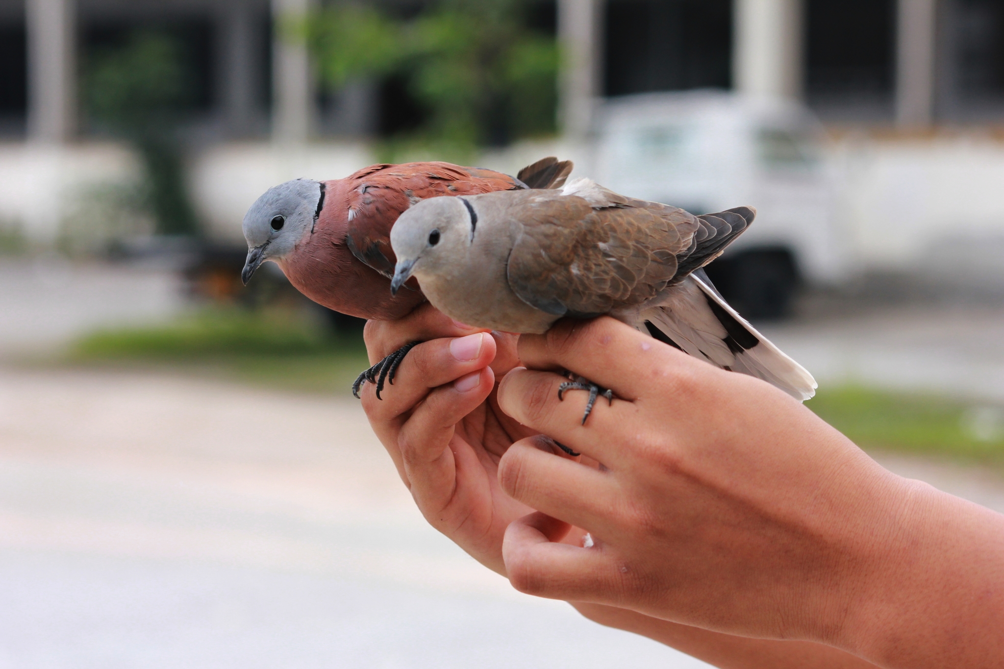 Red Collared Dove illustration