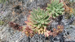 Echeveria quitensis