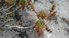 Echeveria quitensis