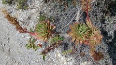 Echeveria quitensis