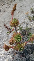 Echeveria quitensis
