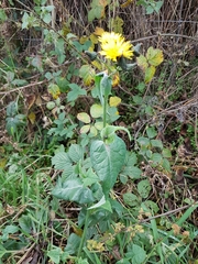 Sonchus arvensis