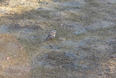 Turdus eunomus