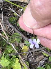 Viola silicestris