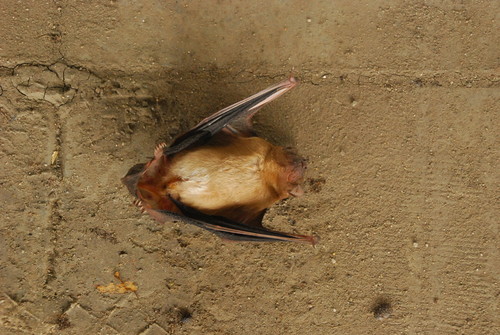 Lesser Asiatic Yellow Bat