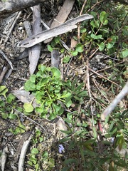 Viola silicestris
