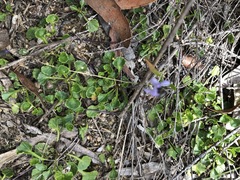 Viola silicestris