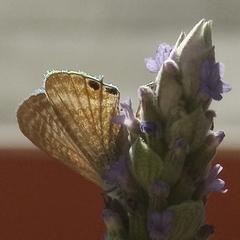 Lampides boeticus
