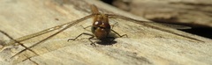 Sympetrum striolatum