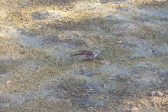 Turdus eunomus
