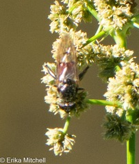 Chalcosyrphus libo